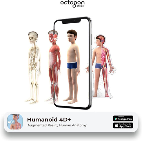 Humanoid 4D+ Augmented Reality Human Anatomy Model - Interactive STEM Tool with Free App