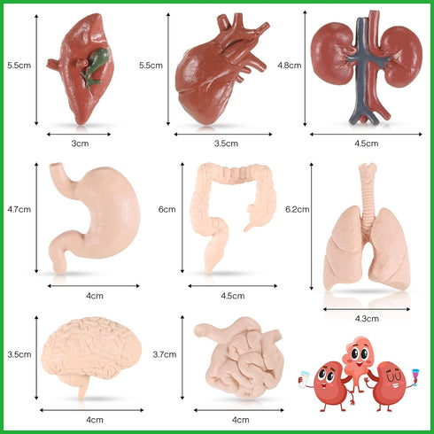 Yinkin 8 Pcs Mini Human Body Model Sets for Kids, 3D Anatomy and Physiology Study Tools for Students