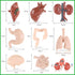 Yinkin 8 Pcs Mini Human Body Model Sets for Kids, 3D Anatomy and Physiology Study Tools for Students