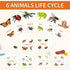 MIKNEKE 6 Count, 3+ Montessori Animal Life Cycle Figurines, Plastic Miniature Educational Toys, Ages