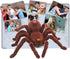 New Remote Control Scary Creepy Realistic Spider 2 Channel Infrared RC Model Toy Gift for Kids