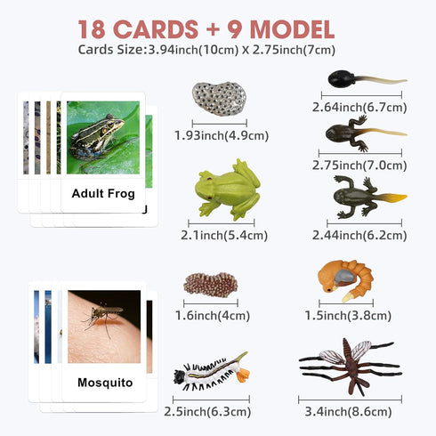 MEROCO Live Tadpole to Frog Life Cycle Toys for Kids, Educational Insect Matching Game