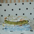 100% Quilt,Nursery,Tummy 47x47in Muslin Baby Blanket Cotton,Large Reversible Receiving Quilt for Boy Girl,Baby Blanket