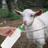 1 Set Lamb Feeding Bottle, Goat Feeding Tools, Pig Feeding Bottle, White Piglet