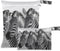 Gravopti Zebra Pattern Wet Dry Bags Set of 2, Reusable Waterproof Organizer with