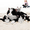 Tezituor 5Pcs Cat Stuffed Animals Set, 20 inch Large Realistic Stuffed Cat