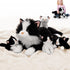 Tezituor 5Pcs Cat Stuffed Animals Set, 20 inch Large Realistic Stuffed Cat
