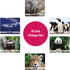 Menique Wild Animals Memory Matching Game, 80 Cards with Real Photos, Educational Booklet Included for Kids & Adults