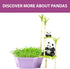 Wild Scenes Pandas' Bamboo Forest - Grow & Play Kit, Environmentally Friendly Wildlife Conservation Toy for Kids.