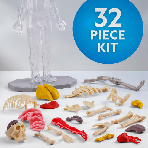National Geographic Human Body Model for Kids, 32-Piece Interactive Anatomy Model with Bones, Organs, Muscles, Stand