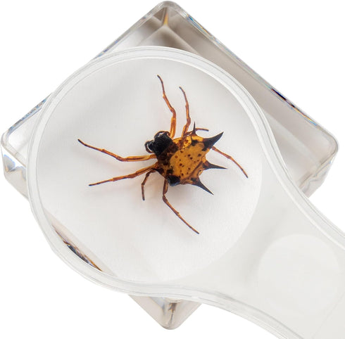 Set, 3-8-12 Insect Specimen Bugs Collection Scientific Education Gift for Kids Aged (Millipede, Centipede, Dragonfly