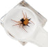 Set, 3-8-12 Insect Specimen Bugs Collection Scientific Education Gift for Kids Aged (Millipede, Centipede, Dragonfly