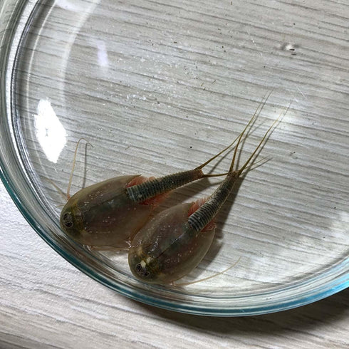 GreenWaterFarm Triops Longicaudatus Eggs for Hatching and Culture, Suitable for Pet and Science Project