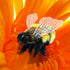 Folkmanis Honey Bee Hand Puppet, Yellow and Black (3028)