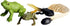 Gemini&Genius Life Cycle of Frog Figurines, Bulk Insect Growth Diary Action Figures, Fun Learning Gifts, Party Favors