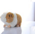 Cute rabbit 8 inch Guinea Pig plush toy stuffed animal toy plush animal doll (orange)