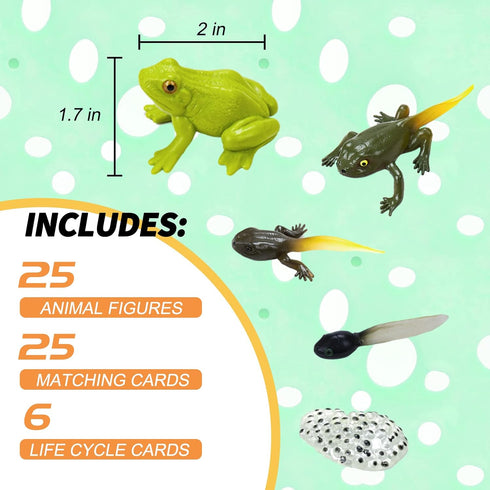 MIKNEKE 6 Count, 3+ Montessori Animal Life Cycle Figurines, Plastic Miniature Educational Toys, Ages