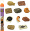 Safari Ltd. Ancient Fossils TOOB - Figurines: Dino Footprint, Giant Crab, Ammonite,