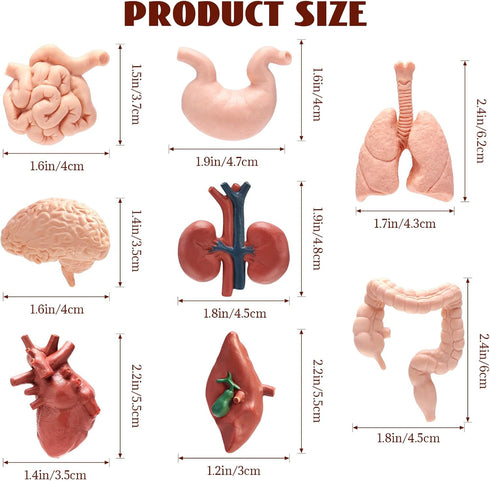 VICROIC 8 3D PCS Mini Human Body Model for Kids, Human Organ Model Anatomy, Physiology Realistic Study Tools