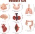 VICROIC 8 3D PCS Mini Human Body Model for Kids, Human Organ Model Anatomy, Physiology Realistic Study Tools