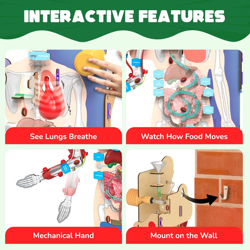 8-14 8,9,10,11,12,13,14 Smartivity Interactive Human Body Model for Kids Years I Dynamic Body Parts & Organs + Learning