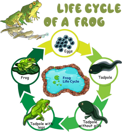 Mbrain5pcs Frog Growth Cycle with Flash Cards, Life Cycle Learning Montessori Toys for 3-7 Year Olds