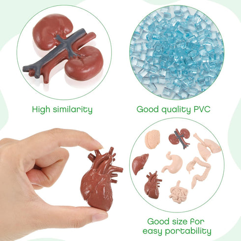 Yinkin 8 Pcs Mini Human Body Model Sets for Kids, 3D Anatomy and Physiology Study Tools for Students