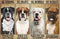 Animal Jigsaw Puzzles 1000 Pieces for Adults - Boxer Dog Lover Puzzle, Home Decor Gift