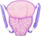 SOTOGO Baby Doll Carrier, Doll Backpack Carrier for American Dolls 15 Inch to 18 Inch