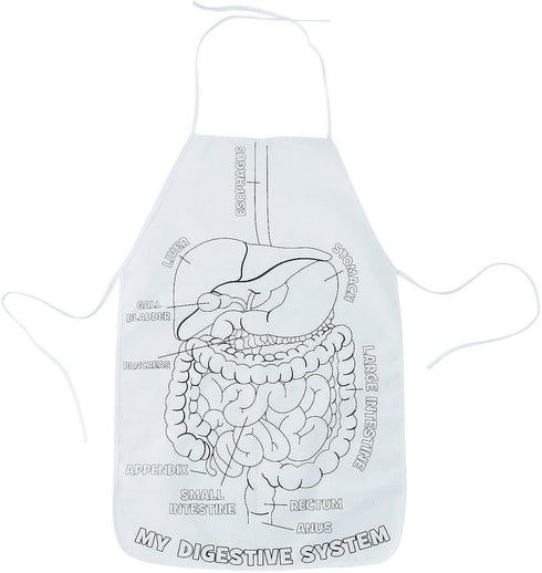 Fun Express Color Your Own Digestive System and Organs Canvas Aprons - 12 Pieces for Kids Learning