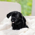 Melissa & Doug Benson Black Lab Stuffed Animal Puppy Dog