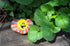 6+) Creativity for Kids Rock Painting Kit - Hide and Seek Rock Kit, Arts and Crafts for Kids, Gifts for Kids (Ages