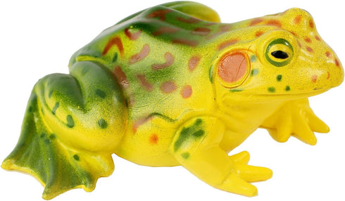 Insect Lore Frog Life Cycle Stages