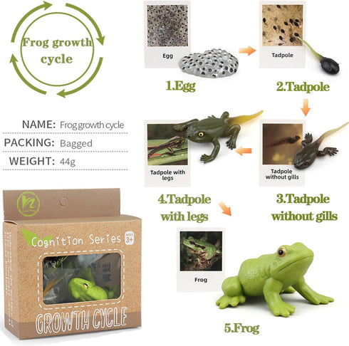 Mbrain5pcs Frog Growth Cycle with Flash Cards, Life Cycle Learning Montessori Toys for 3-7 Year Olds