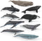 Mini Whale Shark Toy Set Small Sea Creatures Toys for Kids 2-4