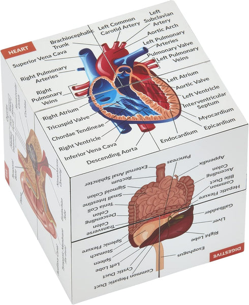 Kits of Medicine Human Anatomy Study Cube | Study 9 Parts of The Human Body