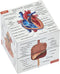 Kits of Medicine Human Anatomy Study Cube | Study 9 Parts of The Human Body