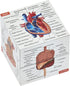 Kits of Medicine Human Anatomy Study Cube | Study 9 Parts of The Human Body