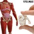 Be Amazing! Toys Interactive Human Body - 60 Piece Fully Poseable Anatomy Figure, 14” Tall Model with Removable