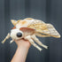 ZHONGXIN MADE Giant Silk Moth Plush - 26" Lifelike Stuffed Animal with Realistic Soft Big Wings