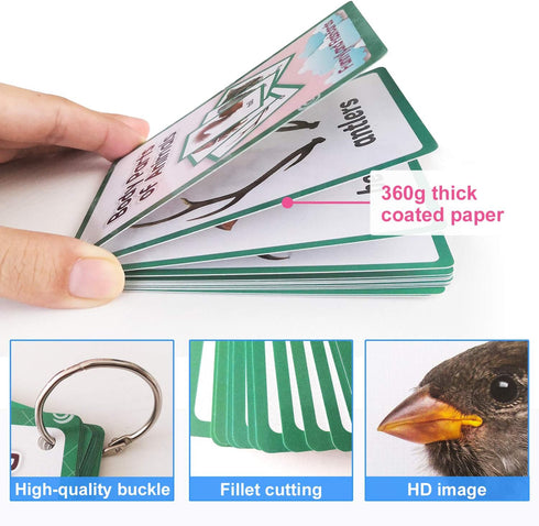 12PCS/Set Animals Body Parts Kids Gifts - English Flash Cards Pocket Card Educational Learning Toys