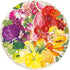Ravensburger Circle of Colors: 500 Piece Round Jigsaw Puzzle for Adults & Kids - Fruits and Vegetables | Unique