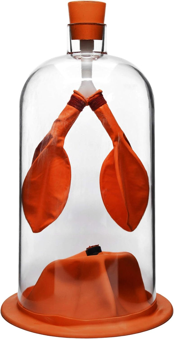 EISCO Lung Function Demonstration Model, 13 Inch, Rubber & Plastic, Shows Air Flow & Muscle Function