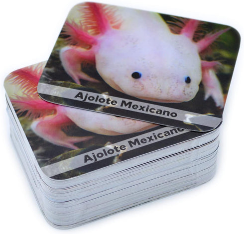 Juego de Memoria de Animales Salvajes en español - Wild Animals Memory Matching Game