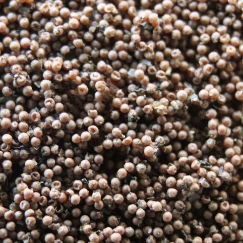 GreenWaterFarm Triops Longicaudatus Eggs for Hatching and Culture, Suitable for Pet and Science Project
