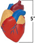 Learning Resources Cross-Section Human Heart Model, 2-Pieces, Grades 2+, Anatomy for Kids