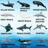 Sharks Figures Sea Animals Whale Toys Set Ocean Animal Action Figures, Great for Kids Bath Toys, Beach Toys, Cake Topper and Party Favors, Gifts, Prizes, Rewards (12 PCS)