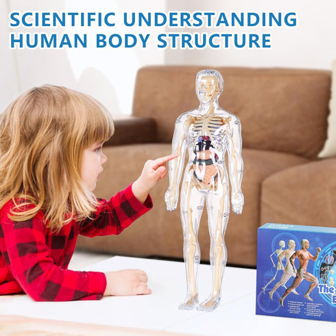 Human Body Model for Kids, 29 Piece Transparent Anatomy Figure Kit with Removable Organs for Ages 6+