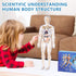 Human Body Model for Kids, 29 Piece Transparent Anatomy Figure Kit with Removable Organs for Ages 6+