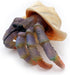 Gemini&Genius Sea Animal Hermit Crab Action Figure Toy for Kids, Realistic Ocean Crab Educational Role Play Toy
